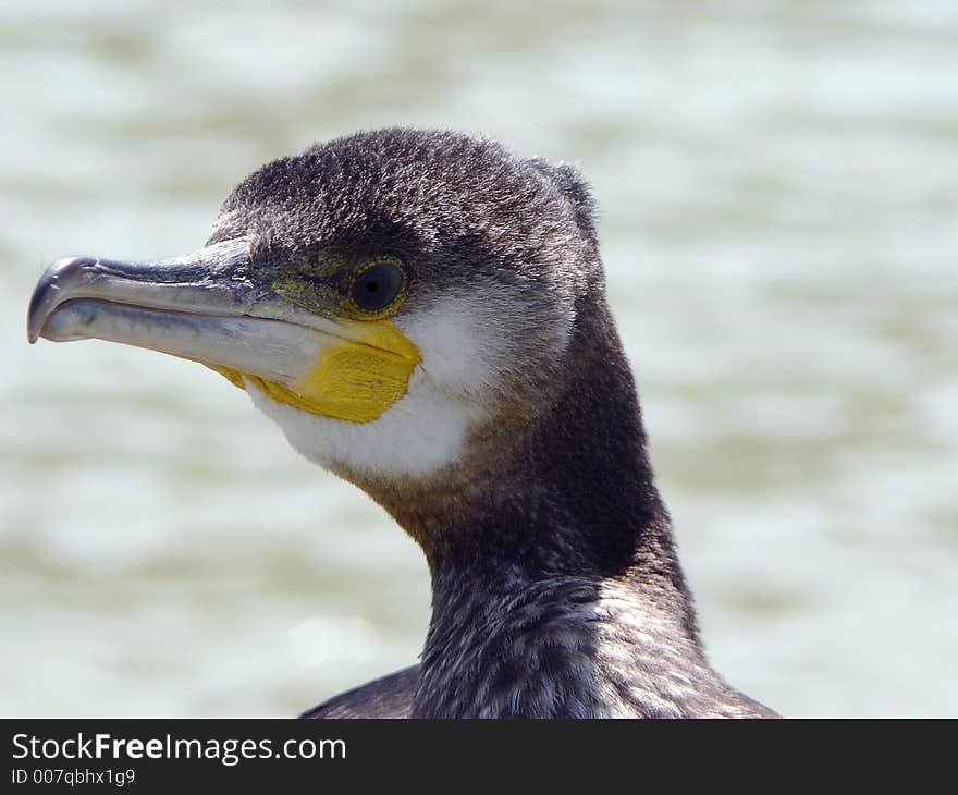 Cormorant