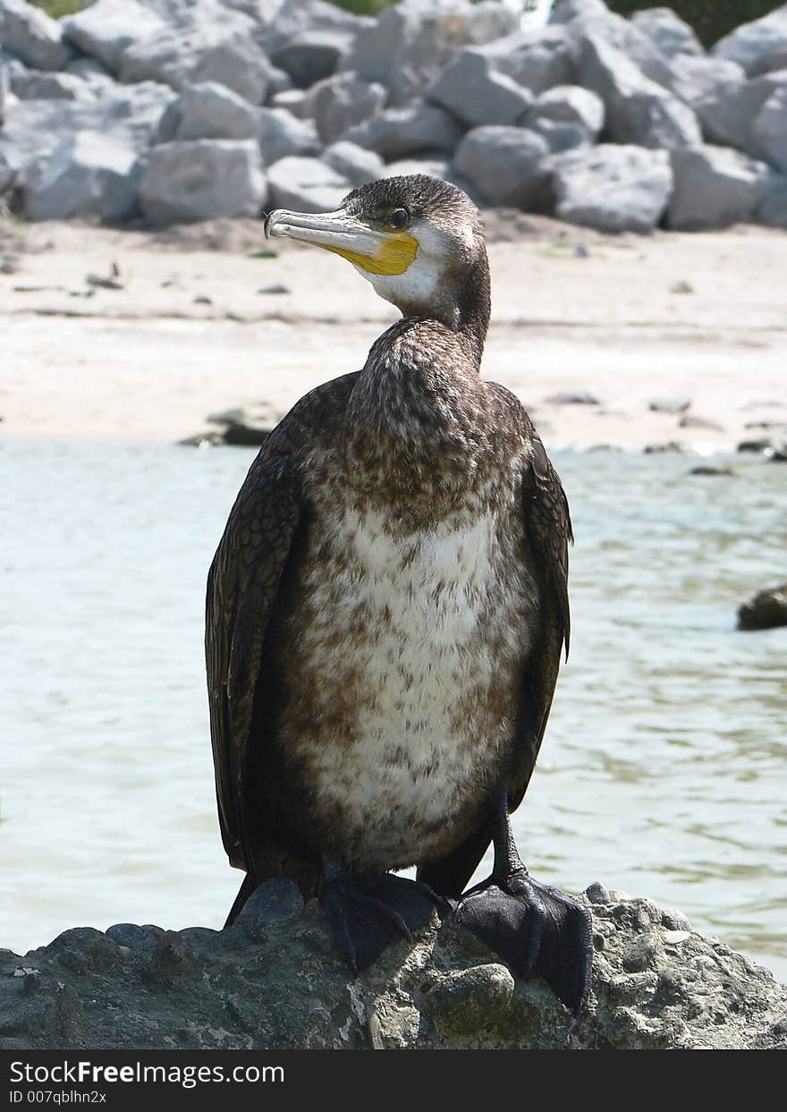 Phalacrocoracidae on Azov sea