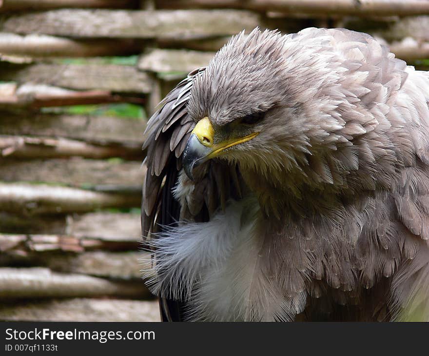 Large eagle sat watching prey