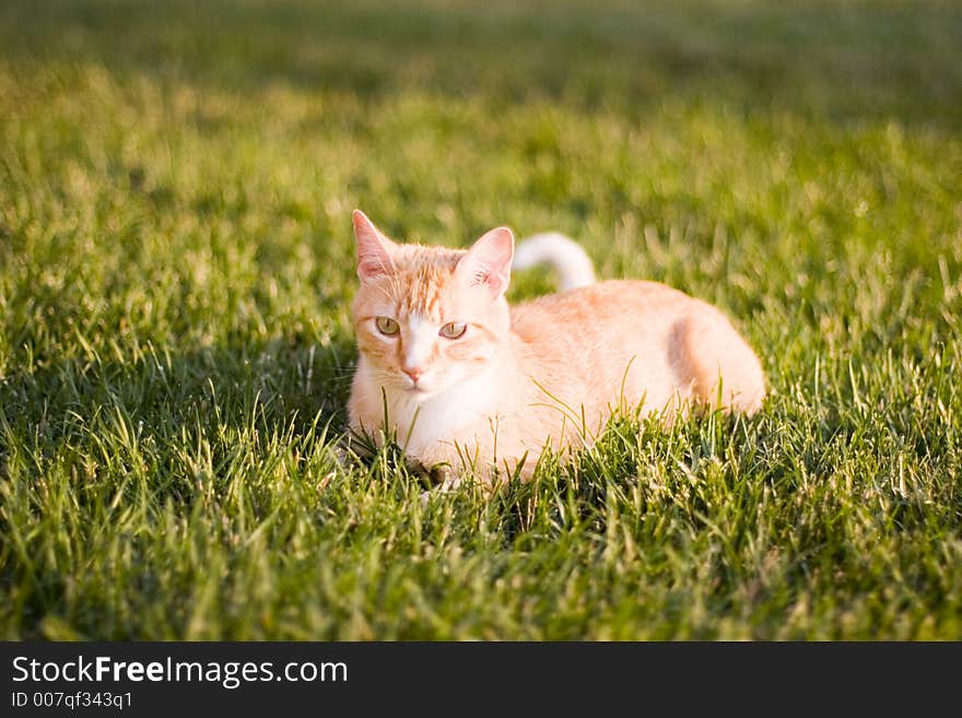 Cat resting in the grass.