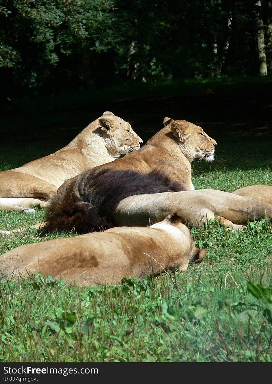 Lions asleep in the forest