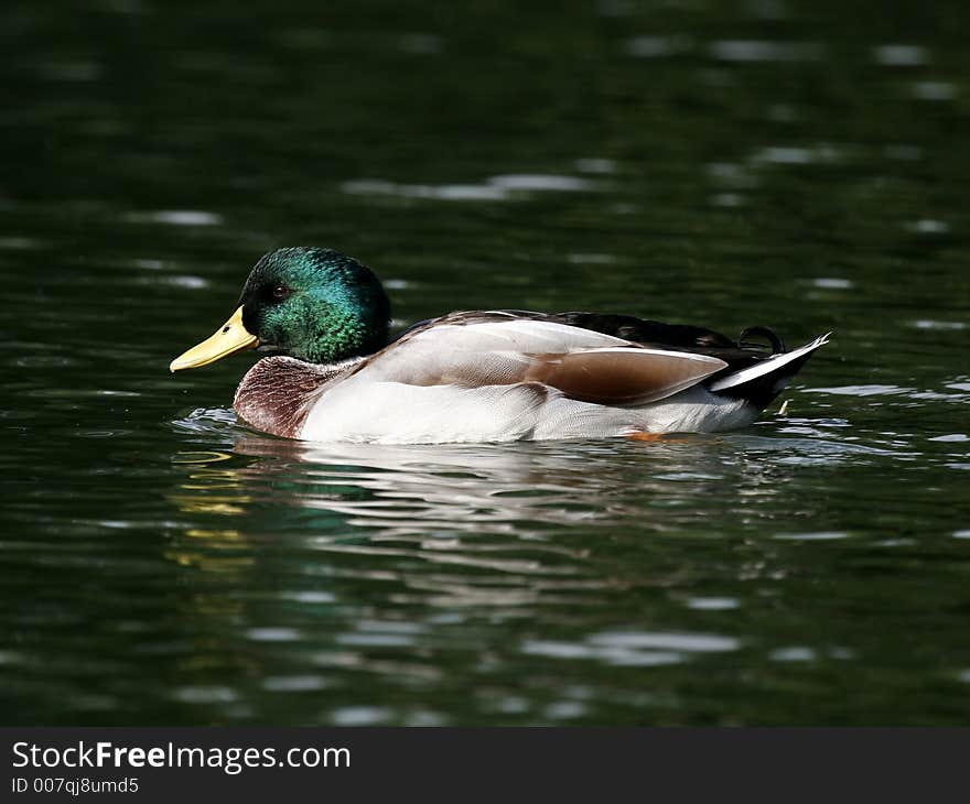 Drake Mallard Duck Waterfowl