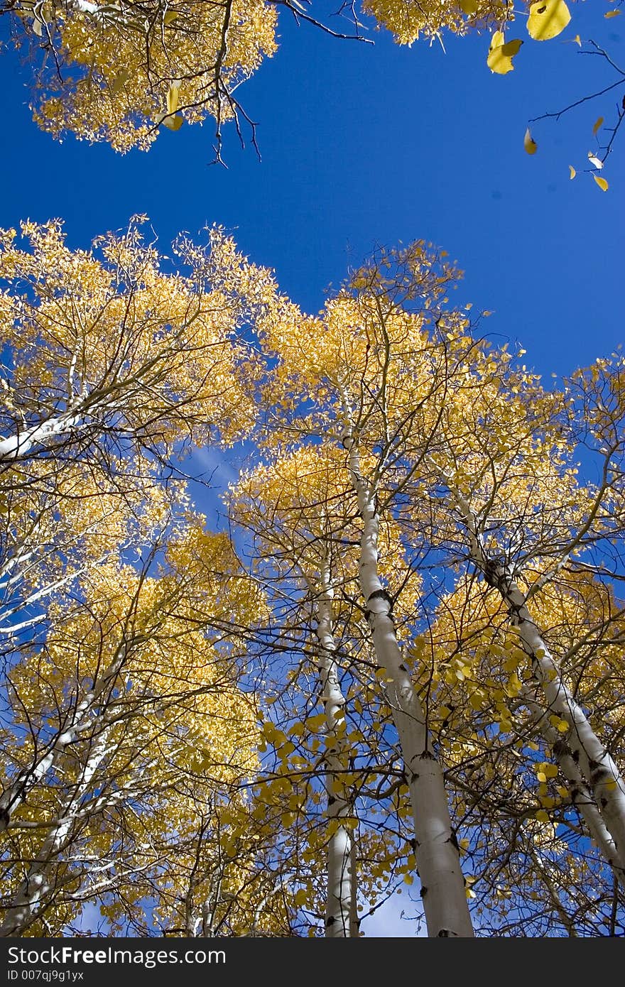 Aspen trees in autumd with a blue sky background. Aspen trees in autumd with a blue sky background