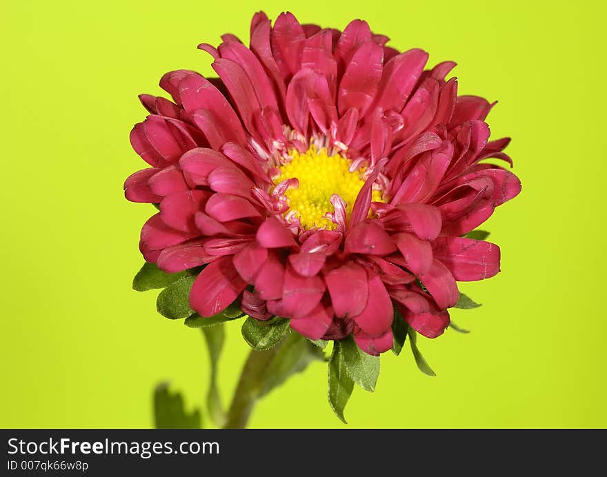 Photo of a Red Flower on a Green Background