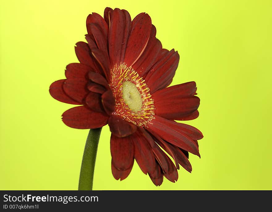 Photo of a Red Flower on a Green Background