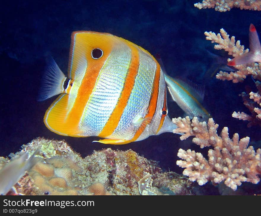 Beaked coralfish with its mouth covered by a hardcoral. Beaked coralfish with its mouth covered by a hardcoral.