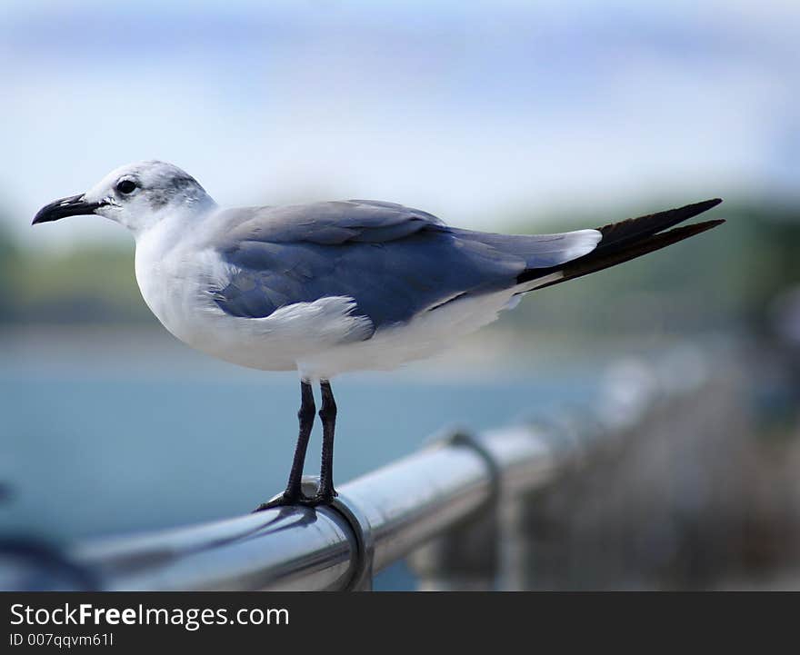 Close up of a Seagull on a railing. Close up of a Seagull on a railing.