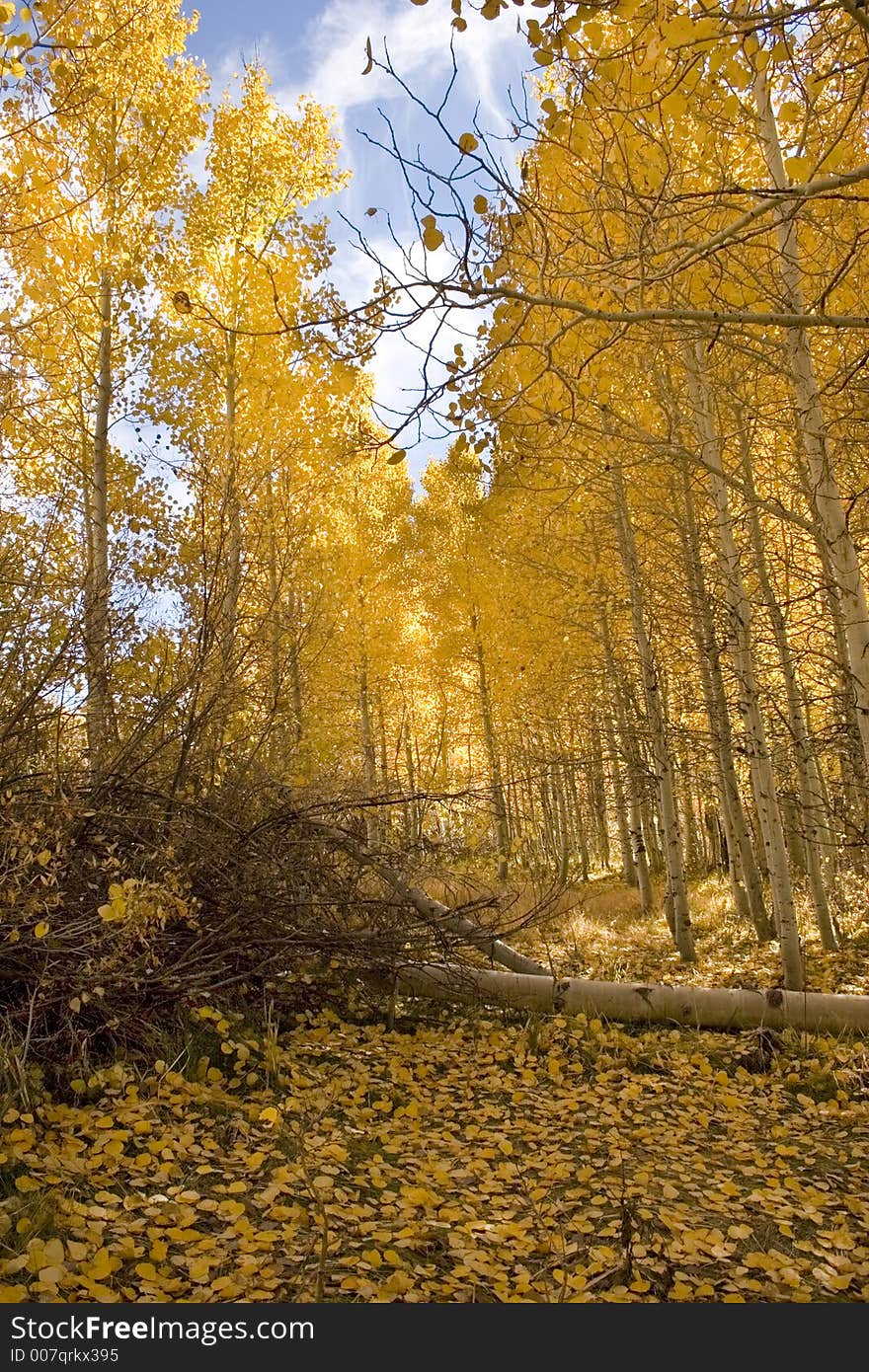 Aspen Trees In Autumn