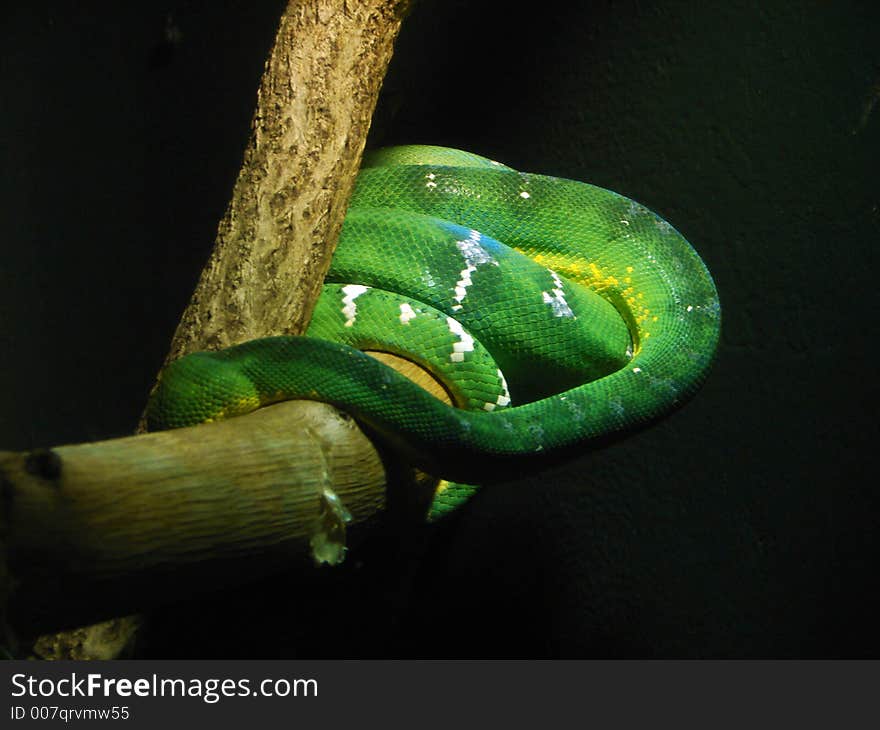 Green Tree Baby Boa