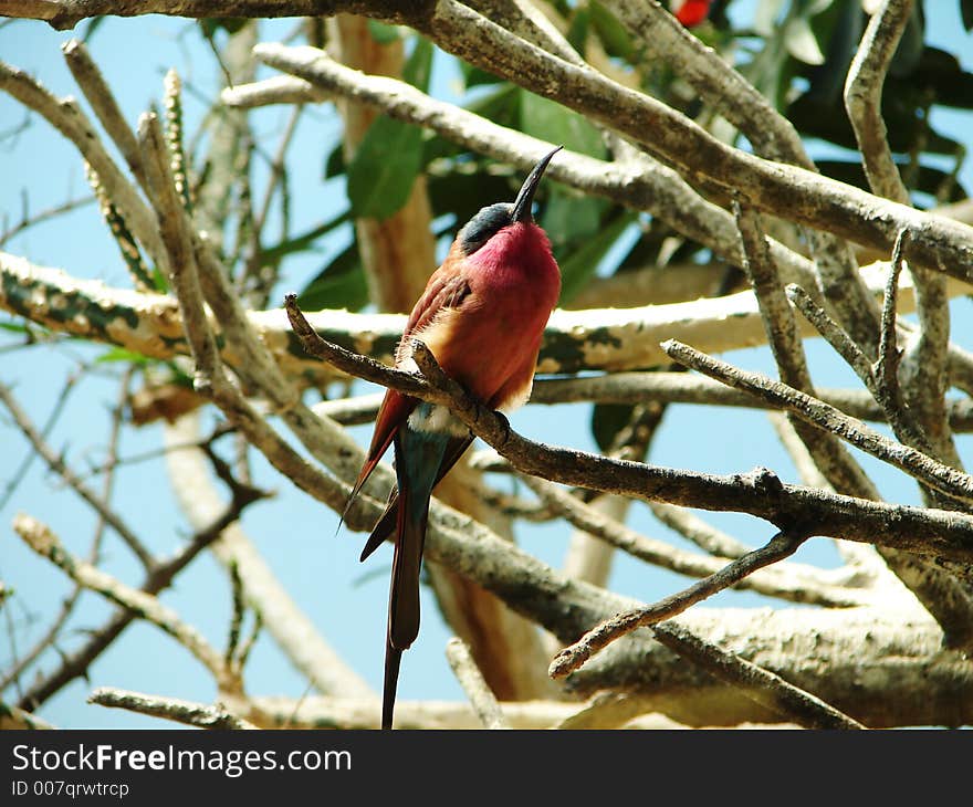 A bird is sleeping on a tree branch. A bird is sleeping on a tree branch