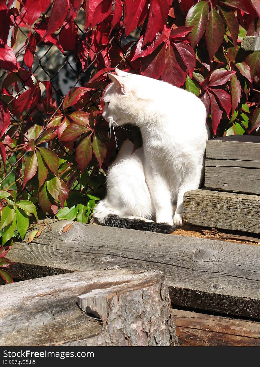 A white tom-cat in the garden. A white tom-cat in the garden