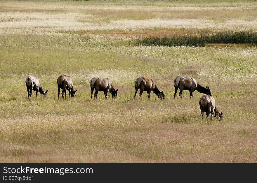 Group of Elks in the Yellowstone park. Group of Elks in the Yellowstone park