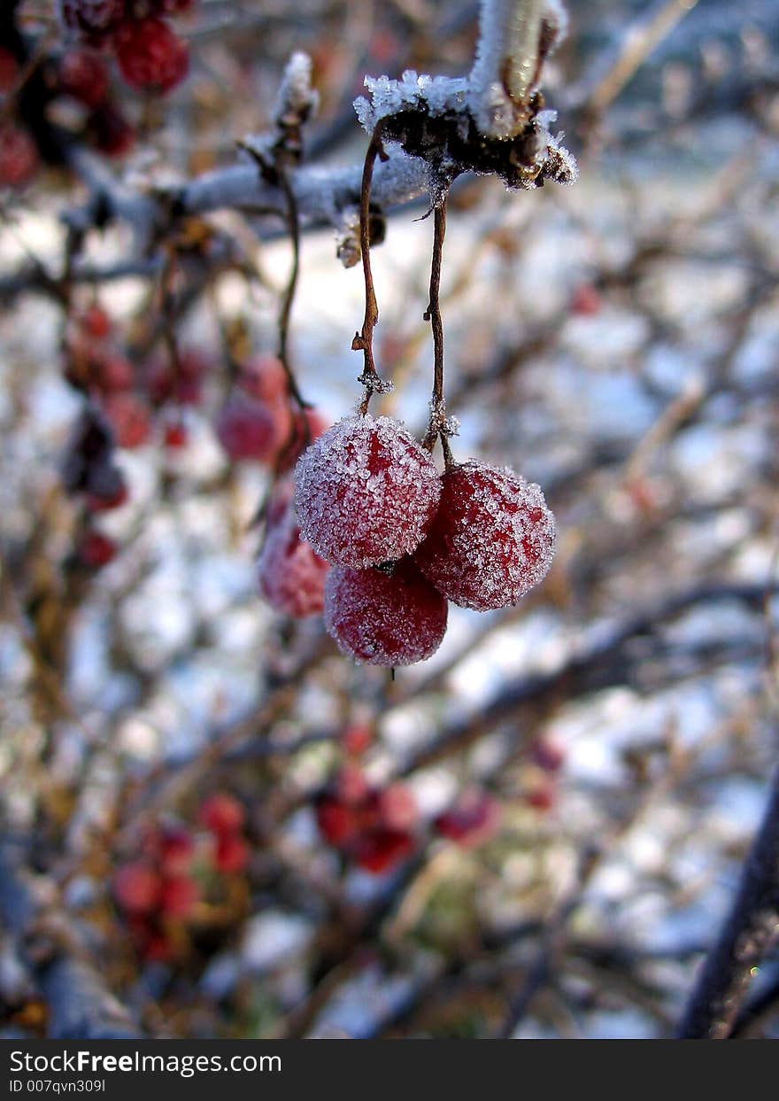 Currant in winter