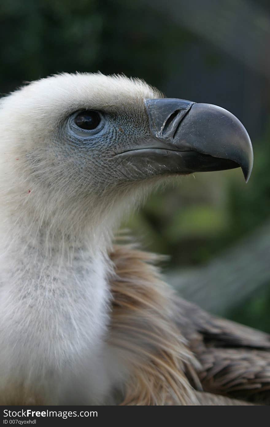 Griffon Vulture (bird Of Prey)