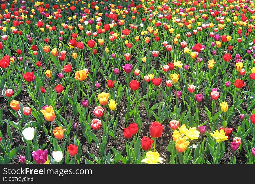 A flowerbed with many tulips