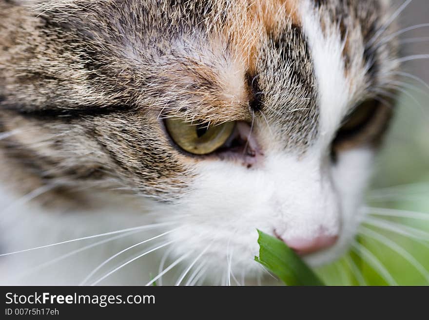 Ð¡at Tasting Grass