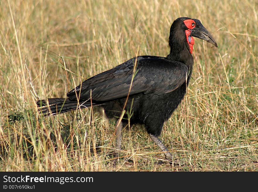 Red Faced Bird