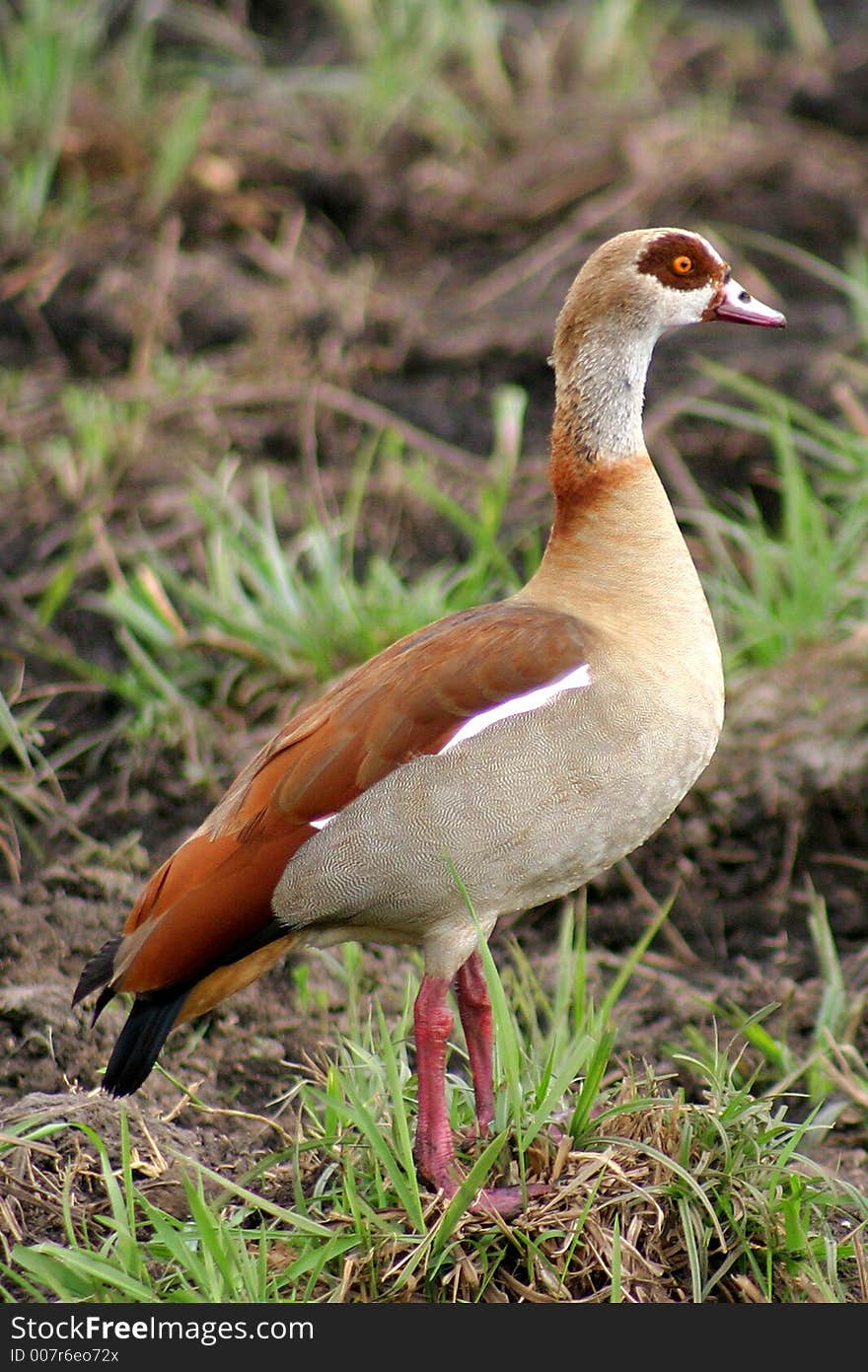 Egyptian Goose