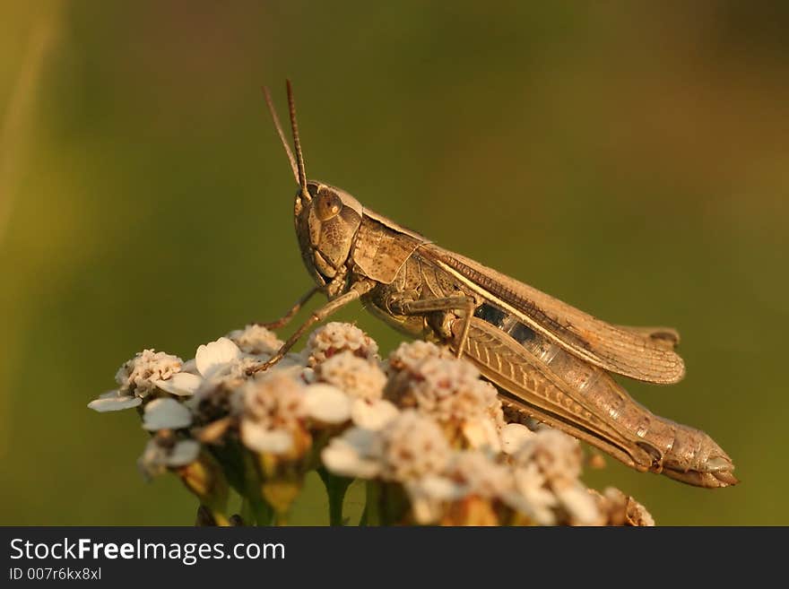 Grasshopper on a flower