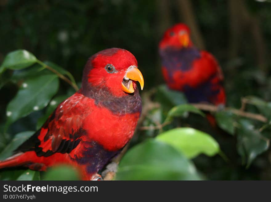 Beautiful bird at Bush Gardens making faces at me!. Beautiful bird at Bush Gardens making faces at me!