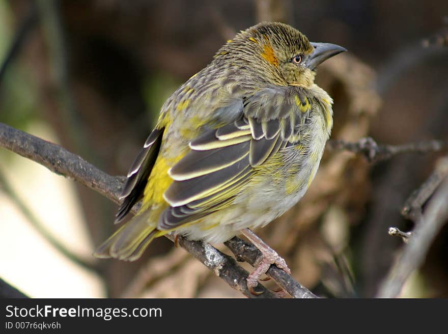 Baby Bird resting on tree in Tanzania. Baby Bird resting on tree in Tanzania