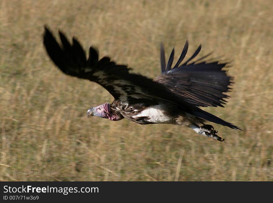 Flying Buzzard