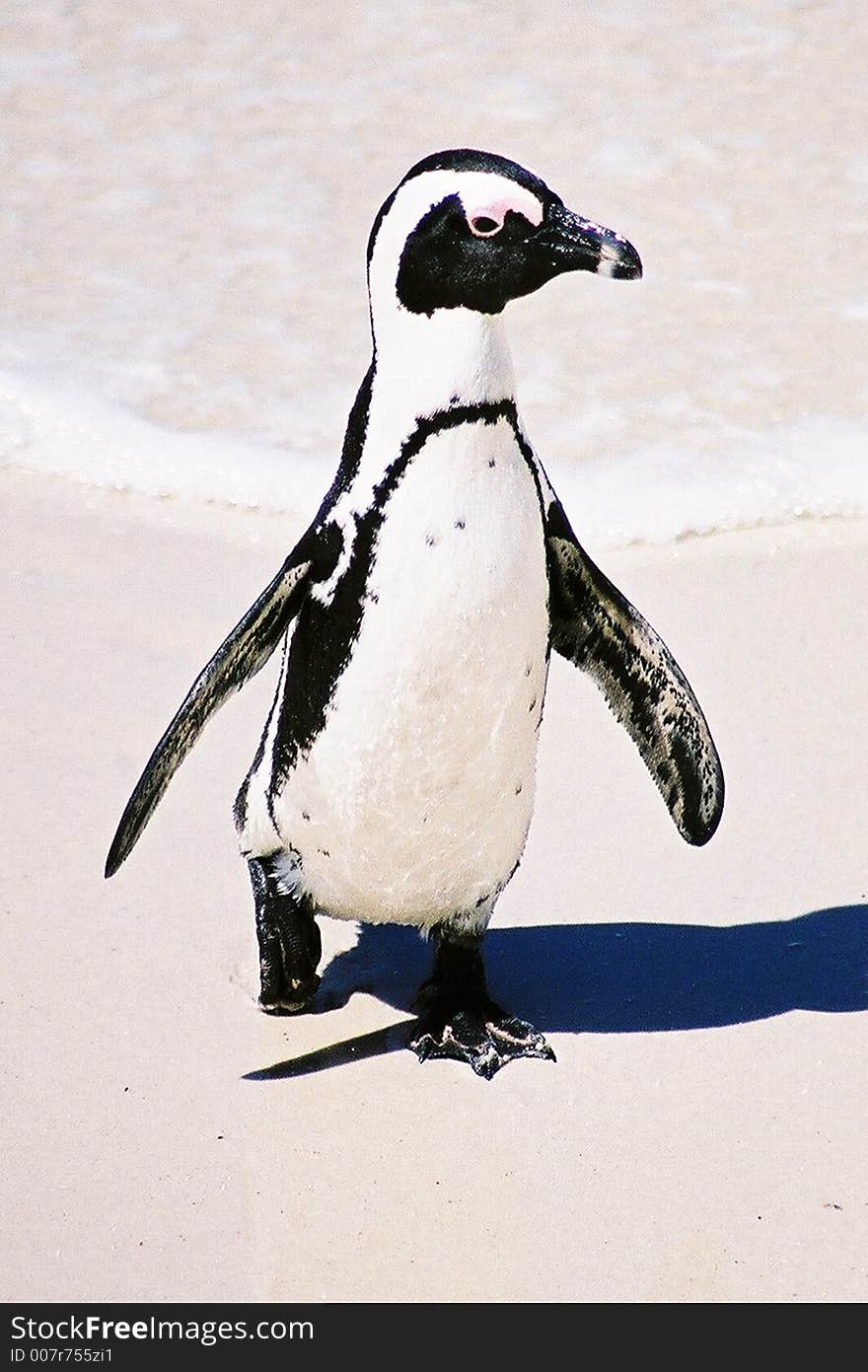 Jack Ass Penguin at the Boulders Coloiny in Cape Town, South Africa