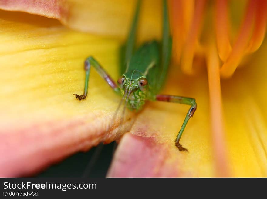 Macro photo of a green bug inside of a pink/orange lilly