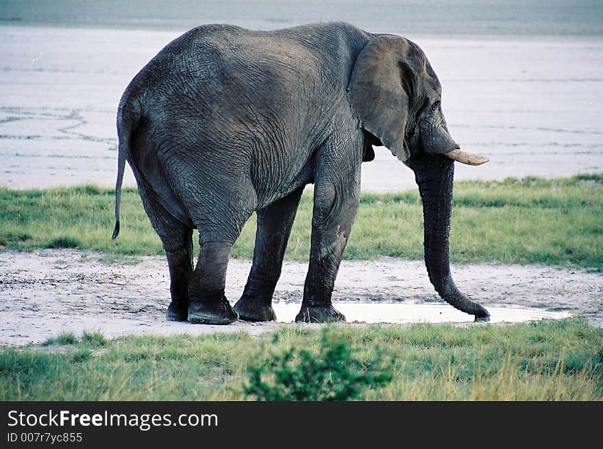 Elephant At Watering Hold