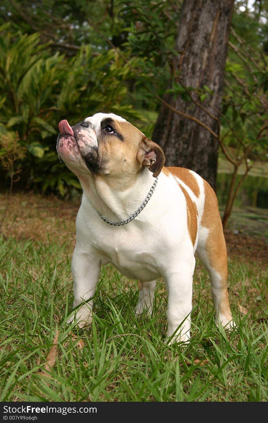 Bulldog