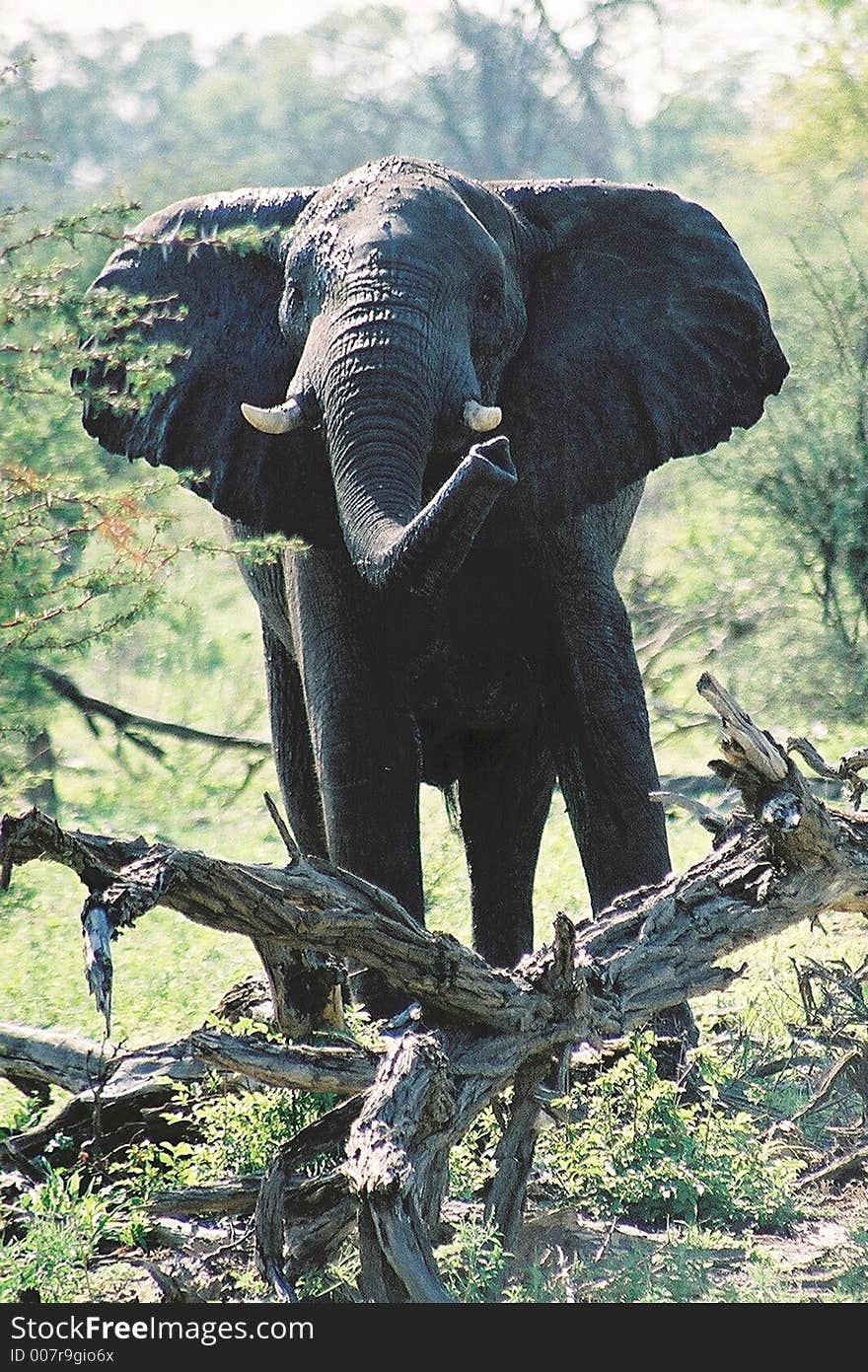 Snouting Elephant