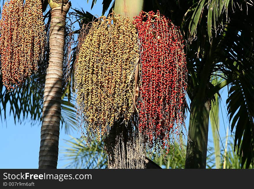 Bamboo Palm Tree