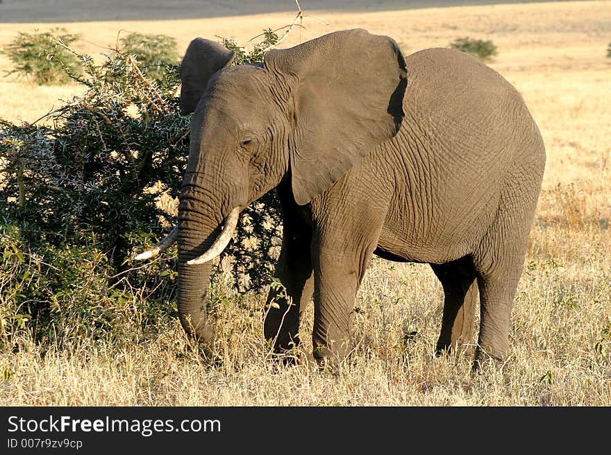 Elephant chewing on bush in Maasai Mara, Kenya. Elephant chewing on bush in Maasai Mara, Kenya