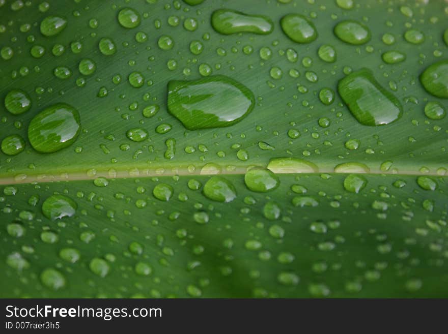 Many drops of rain water in leaf in the trpoics. Many drops of rain water in leaf in the trpoics