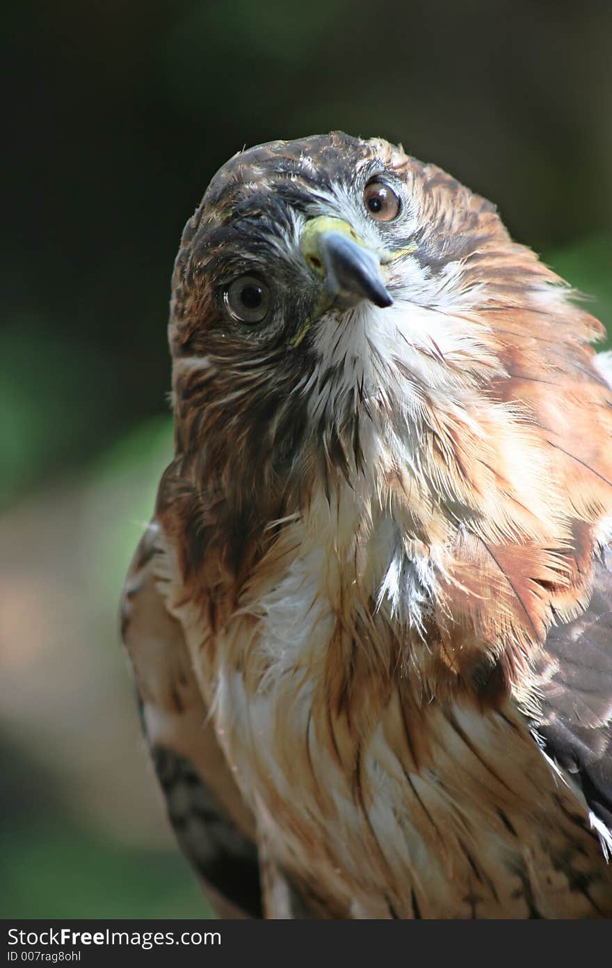 Close Up of a Red Tail Hawk. Close Up of a Red Tail Hawk