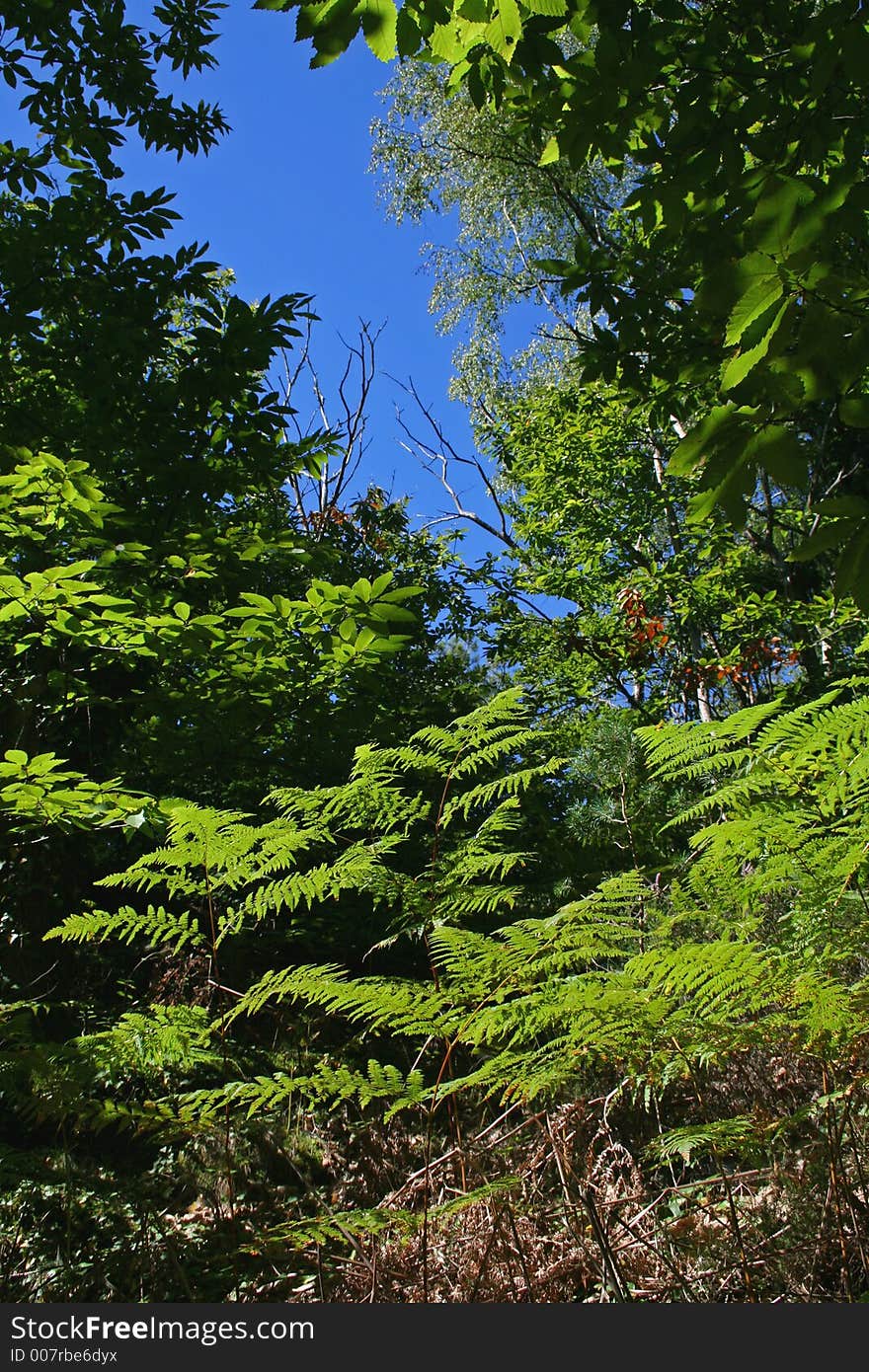 Foliage