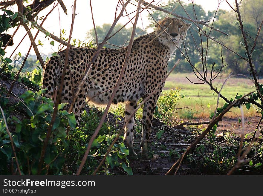 Cheeky Cheetah