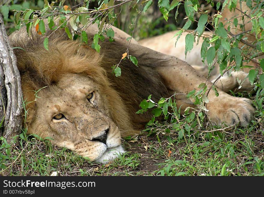 Male lion sleeping off day's heat in Serengeti Tanzania. Male lion sleeping off day's heat in Serengeti Tanzania