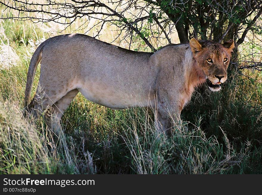 Female lion stalking prey in Serengeti, Tanzania. Female lion stalking prey in Serengeti, Tanzania