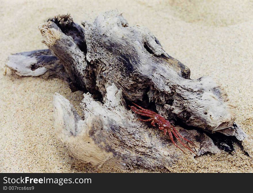 Crab on Beach Wood