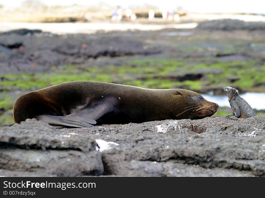 Baby seal with baby iguana in Galapagos Islands. Baby seal with baby iguana in Galapagos Islands