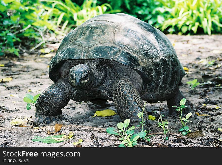 Tortoise walking slowly in Galapagos Islands. Tortoise walking slowly in Galapagos Islands