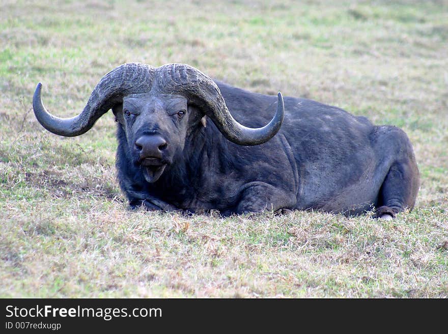 Lazy Cape Buffalo