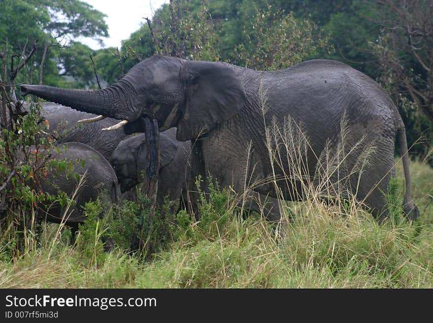 Elephant stretching its trunk to reach food in Okavango Delta, Botswana. Elephant stretching its trunk to reach food in Okavango Delta, Botswana