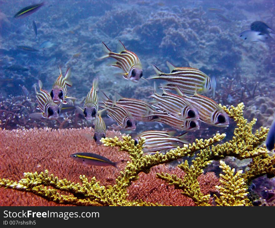 Healthy tropical reef with a school of squirrelfish