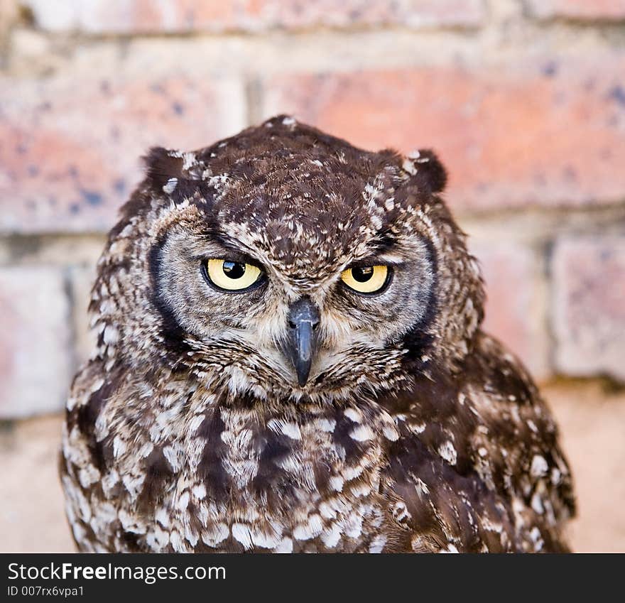 South african owl portrait .