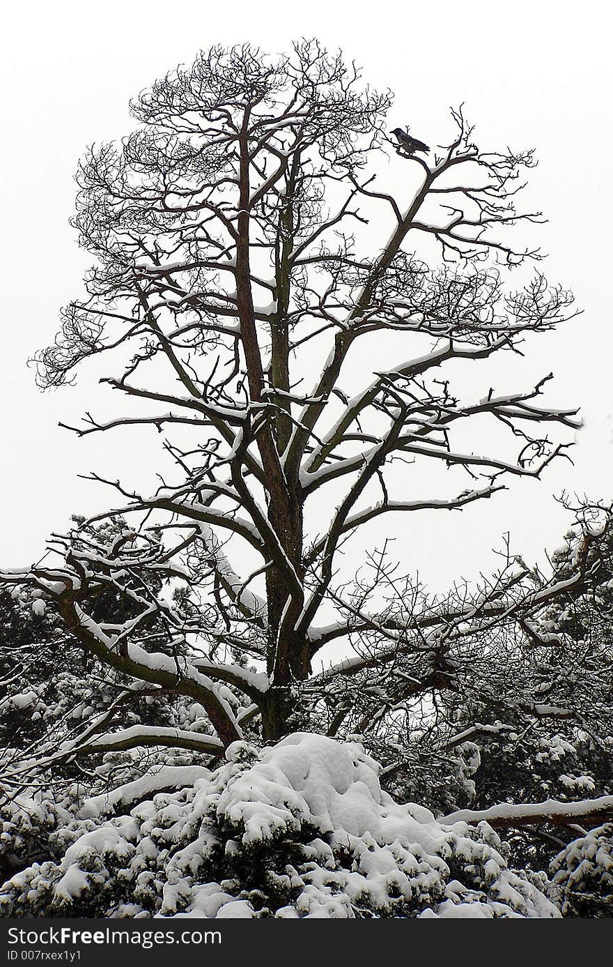 Tree in a park, Moscow. Tree in a park, Moscow