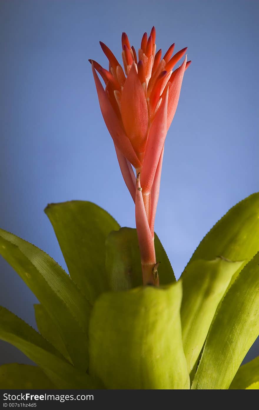 Red flower against blue background