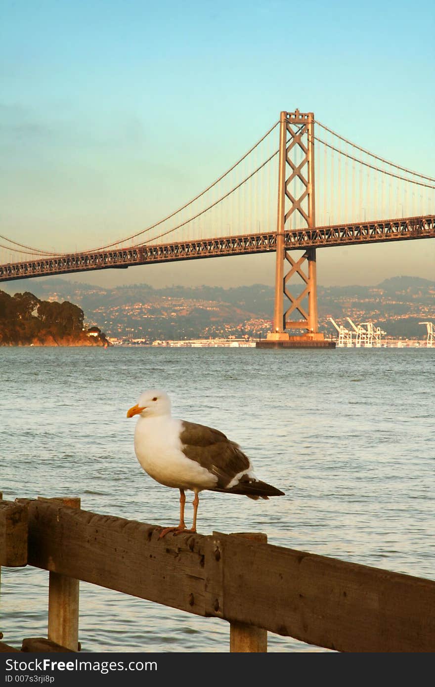 Seagull with a bridge on the background. Seagull with a bridge on the background