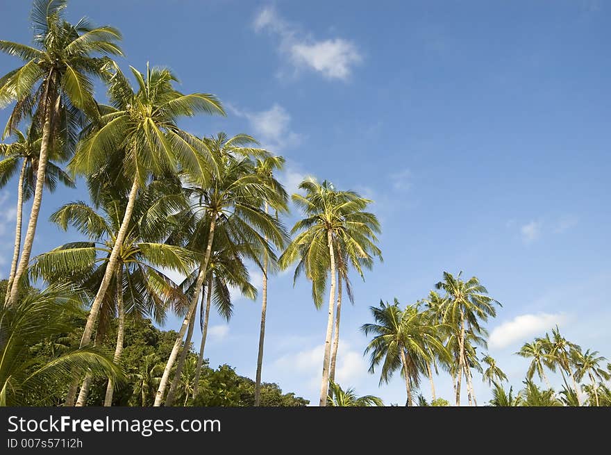 Coconut trees along beach